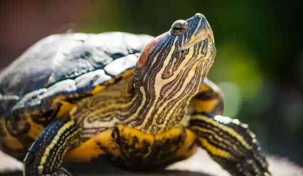 Червенобуза костенурка за домашен любимец