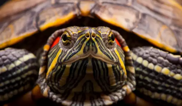 Колко години живеят червенобузите костенурки?