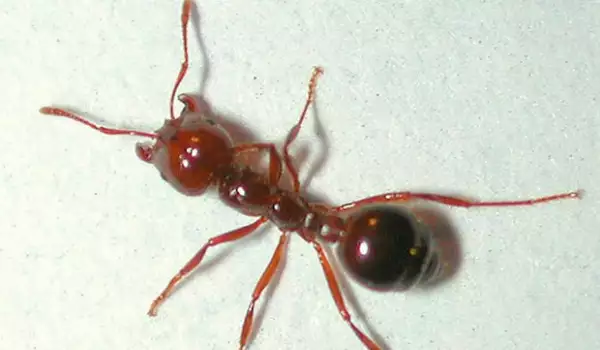 Червена огнена мравка