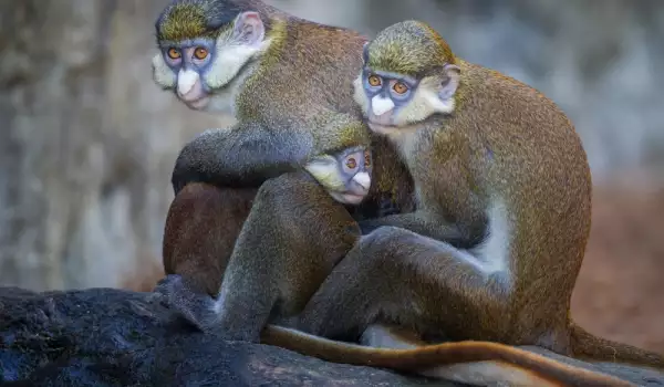 Маймуните избират партньори по устните