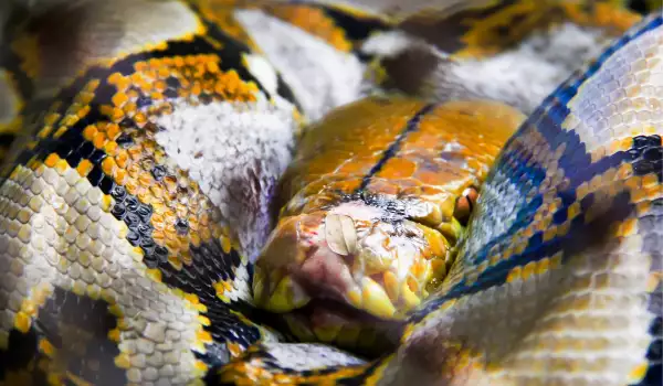 Малайски мрежест питон - всичко за гигантската змия