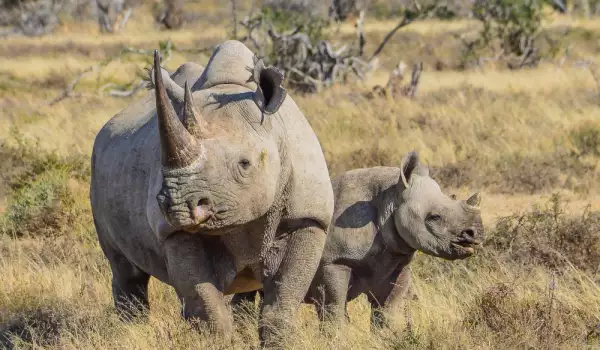 Видове носорози и тяхната характеристика