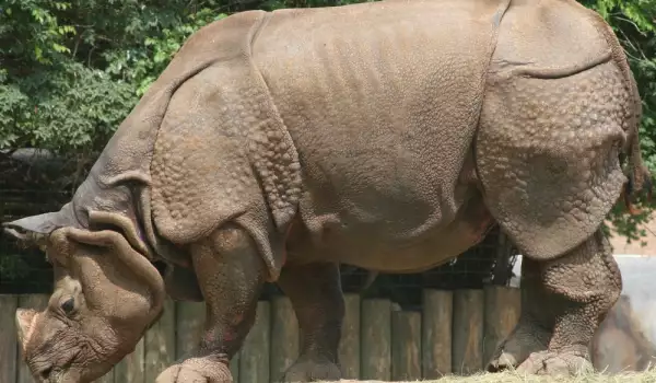 Индийски Носорог - любопитни факти
