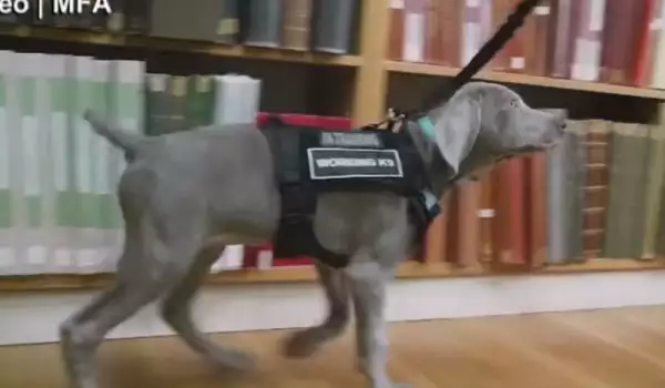 Кучето Райли започна работа в музея в Бостън! Вижте длъжността му