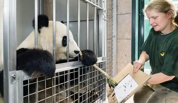 Рискуващата панда Ян Ян