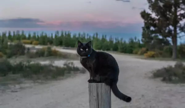 Уилоу и Рич