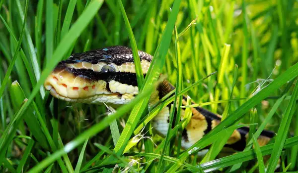 Кралски Питон - какво трябва да знаем за змията
