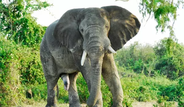 Слон уби двама души, опитали се да го снимат