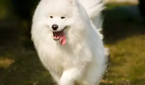 Породи едри кучета в бяло