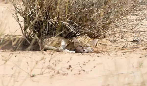 Заснеха групичка от неуловимите пясъчни котенца