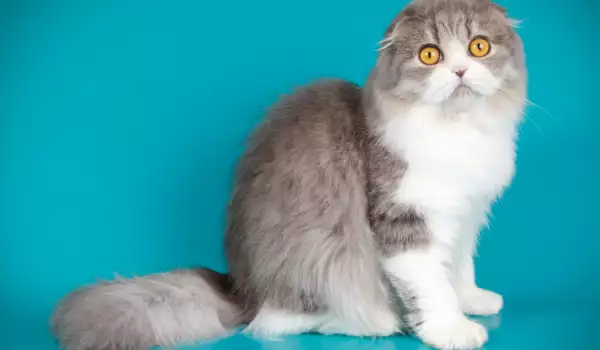 По колко котенца раждат котките скотиш фолд?