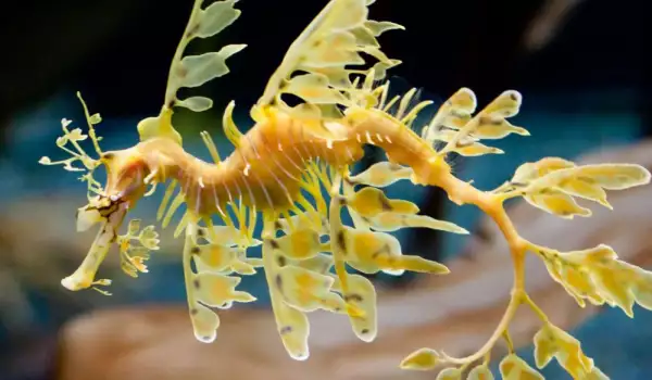 Листовиден морски дракон