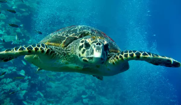 Зелена морска костенурка