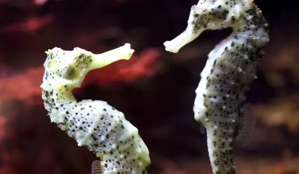 Разкриха тайната на морските кончета