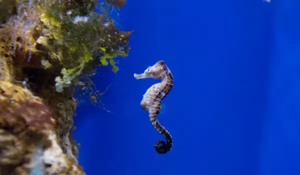 Разкриха тайната на морските кончета