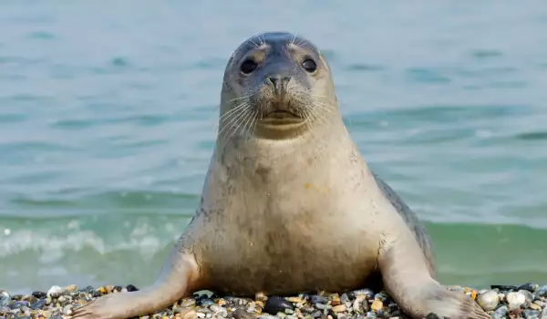 Мистерия с масова смърт на тюлени край езерото Байкал