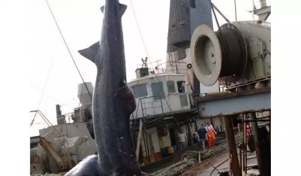 Акула случайно се оплете в мрежите им! Смъртта ѝ доведе до бунт