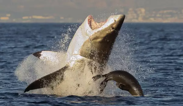 Австралиец едва не загина след нападение от акула