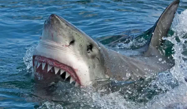 Австралиец едва не загина след нападение от акула
