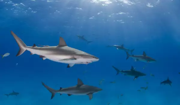 Стадо акули