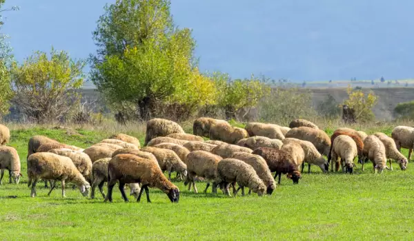 Съвети при отглеждане на овце