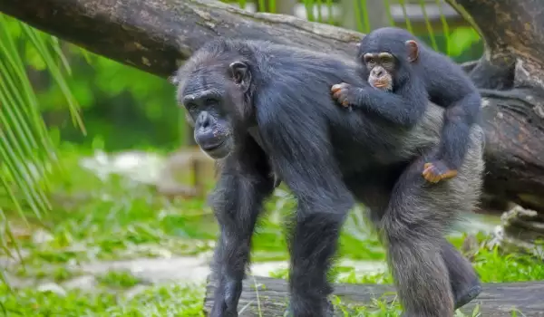 Мама и бебе Шимпанзе