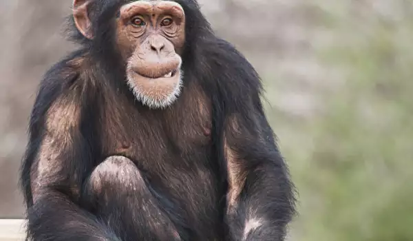 Шимпанзето