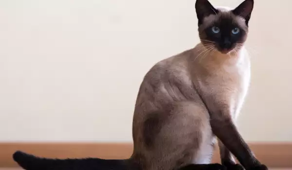Колко дълго живеят сиамските котки?