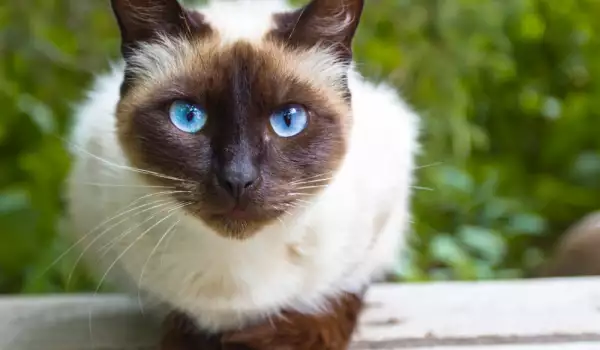 Може ли сиамската котка да живее с лабрадор?