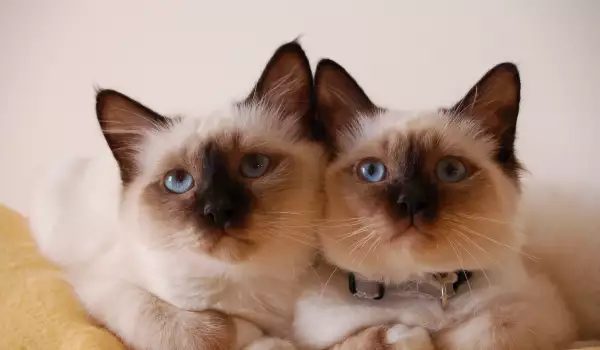 По колко котенца раждат сиамските котки?
