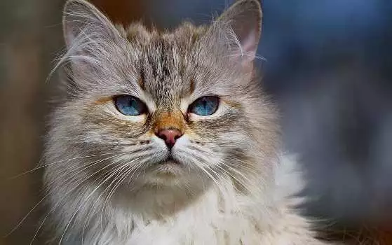 10 причини да си вземете Сибирска котка
