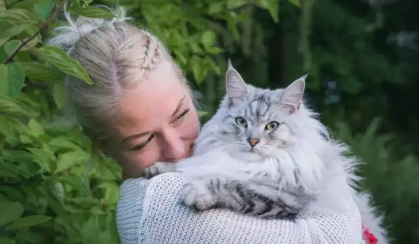Сибирска котка – 15 години