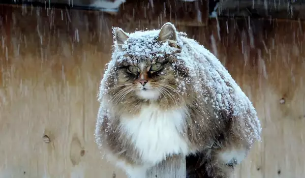 10 причини да си вземете Сибирска котка