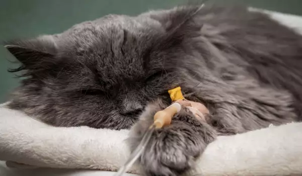 Болните котки не издържат дълго без храна