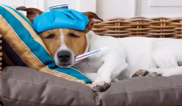 настинка при кучето