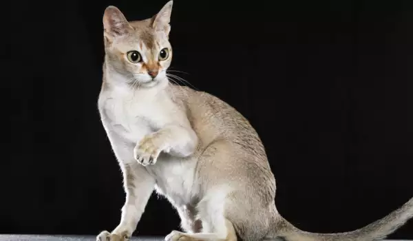 Сингапурска котка