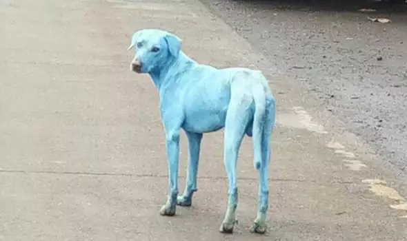 Защо кучетата в Индия вече са със син цвят
