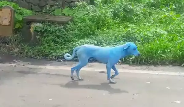 Защо кучетата в Индия вече са със син цвят