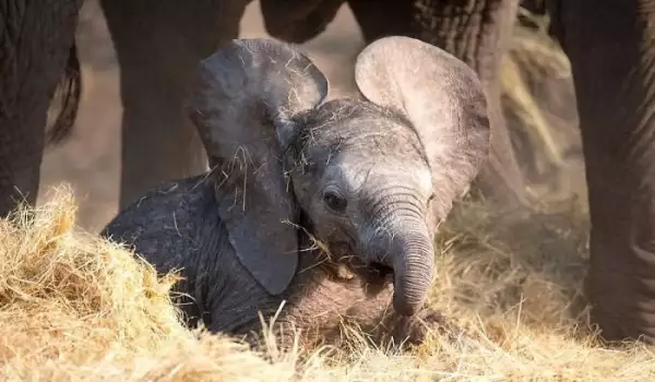 Мили снимки на слончета, които ще разтопят сърцето ви