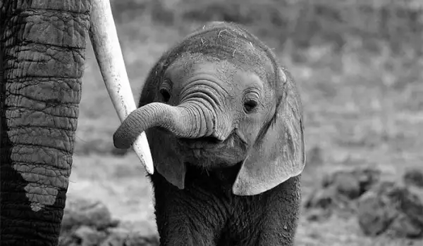 Мили снимки на слончета, които ще разтопят сърцето ви
