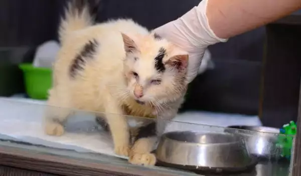 Канадка осинови сляпо коте, открито в Пловдив