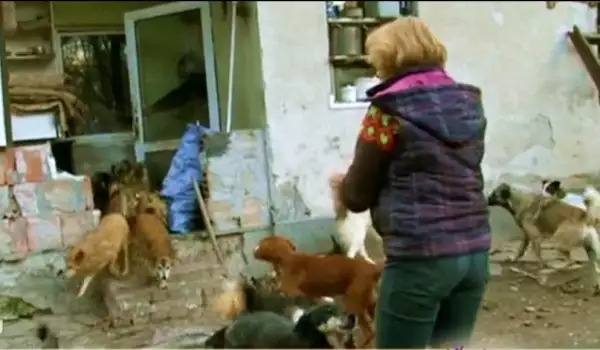 Семейство продаде апартамента си в София, за да живее с 70 кучета на село