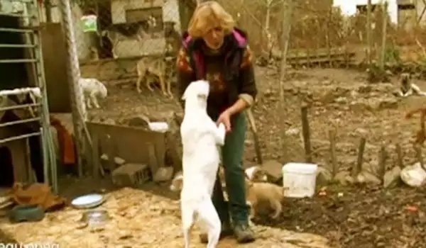 Семейство продаде апартамента си в София, за да живее с 70 кучета на село