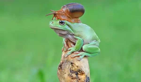 Охлюв и жаба