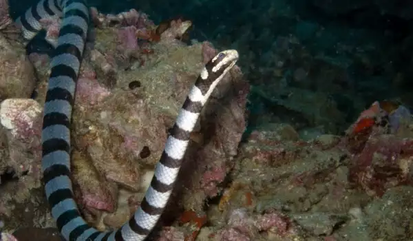 Отровни змии кръстосват света през Океана