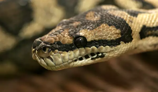 Заловиха рекордна 2-метрова змия край Бургас
