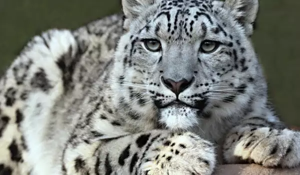 Снежният леопард е сред най-опасните диви котки