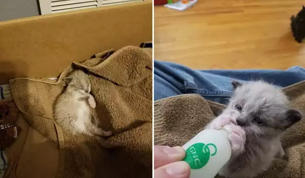 Новородено котенце беше захвърлено навън. Вижте какво се случи после