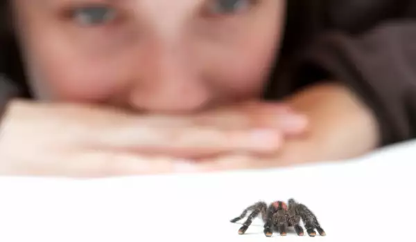 Само в Лондон: Терапия срещу страха от паяци прави чудеса