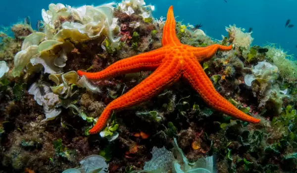 Мистериозна болест уби милиони морски звезди в Тихия океан
